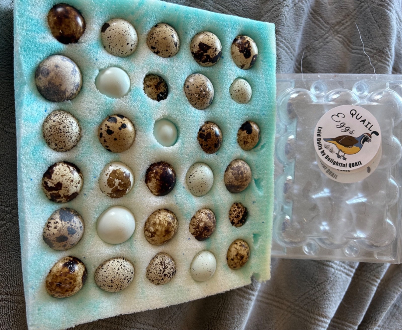 Coturnix Quail Hatching  Eggs Buy One Get One Free- You CHOOSE