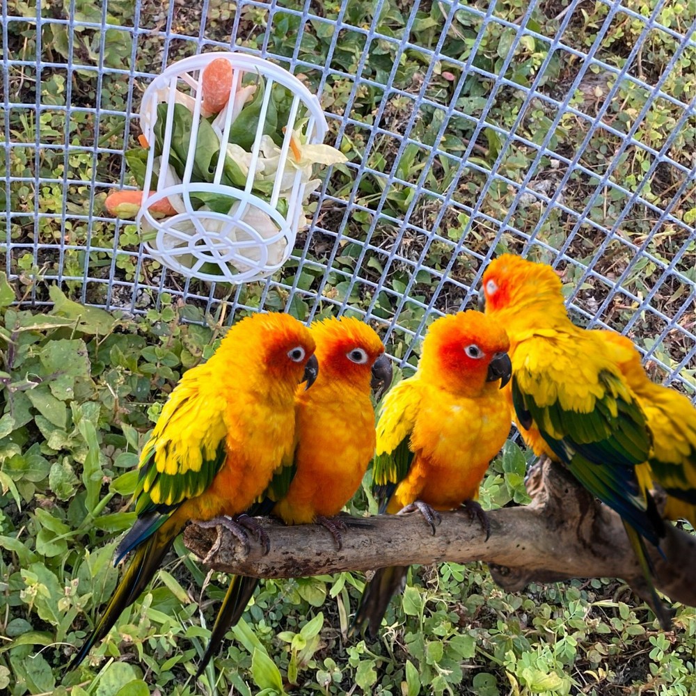 2Gr Plastic Nesting Material Holder for Birds, pet bird supplies. (10 pack )