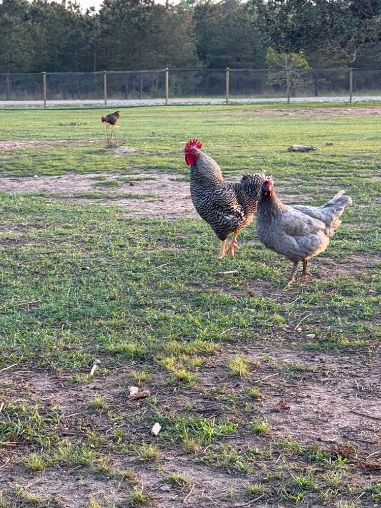 24 Chicken Egg ( Rare breeds Mix )