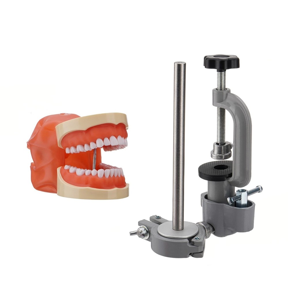 Dental Mannequin Teeth Model Set 360° Rotating 32 Teeth Removeable Mounting Pole