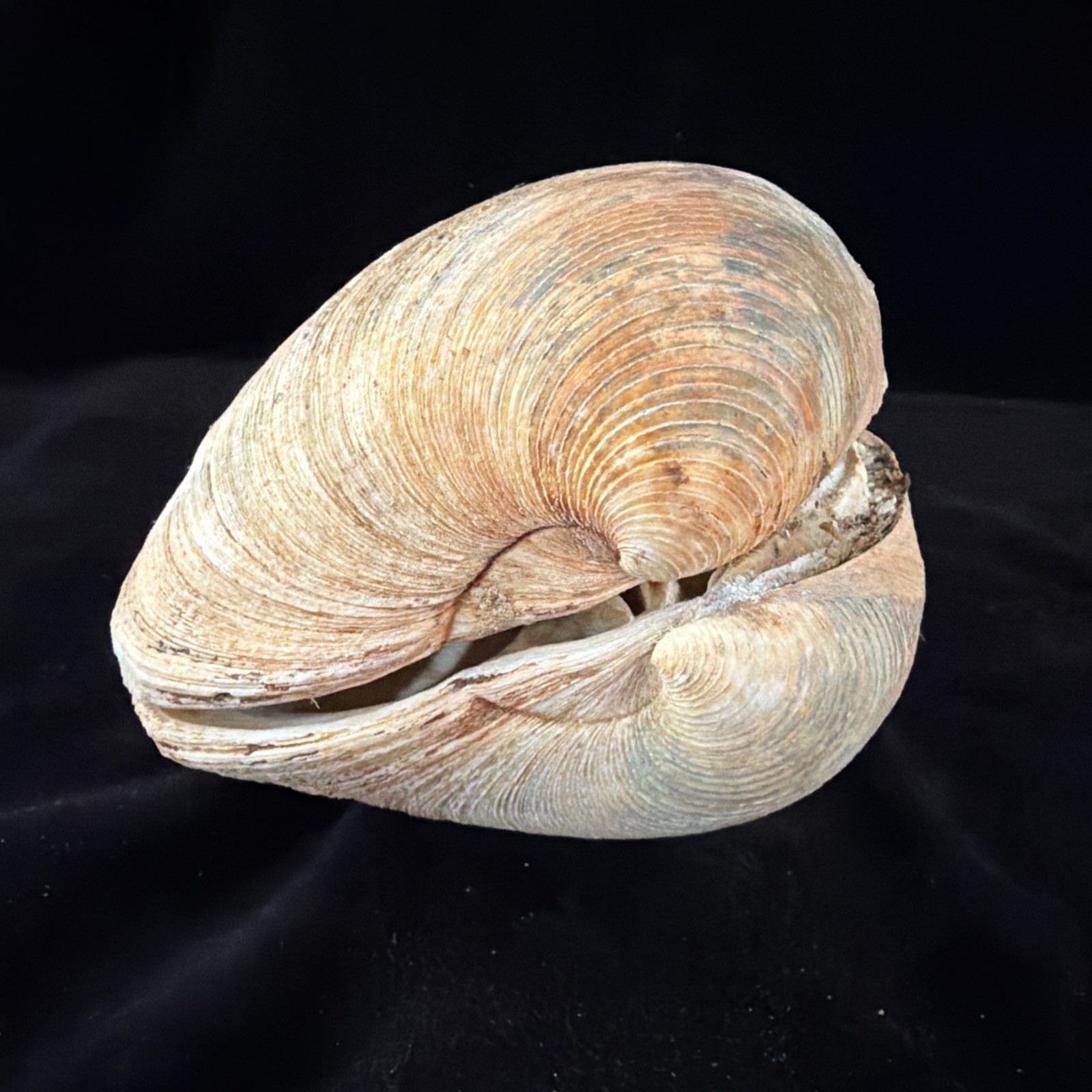 Giant Surf Clam Sea Shell 121.0mm X 127.4mm No Data (E874)