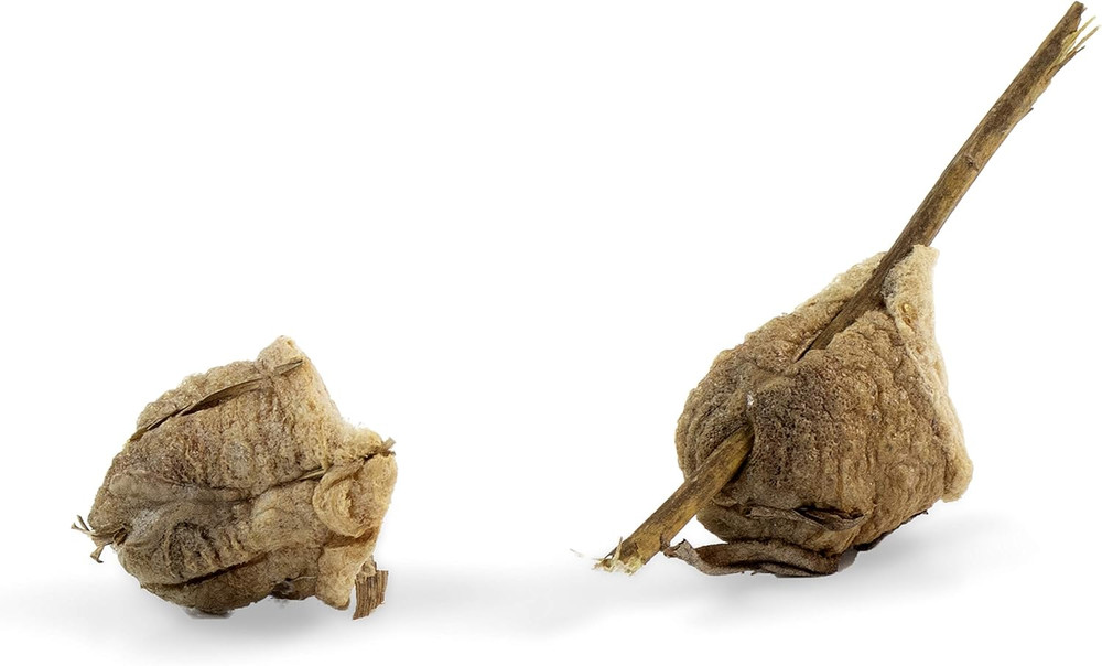 Praying Mantis Egg Cases - 2 Extra Large Cases