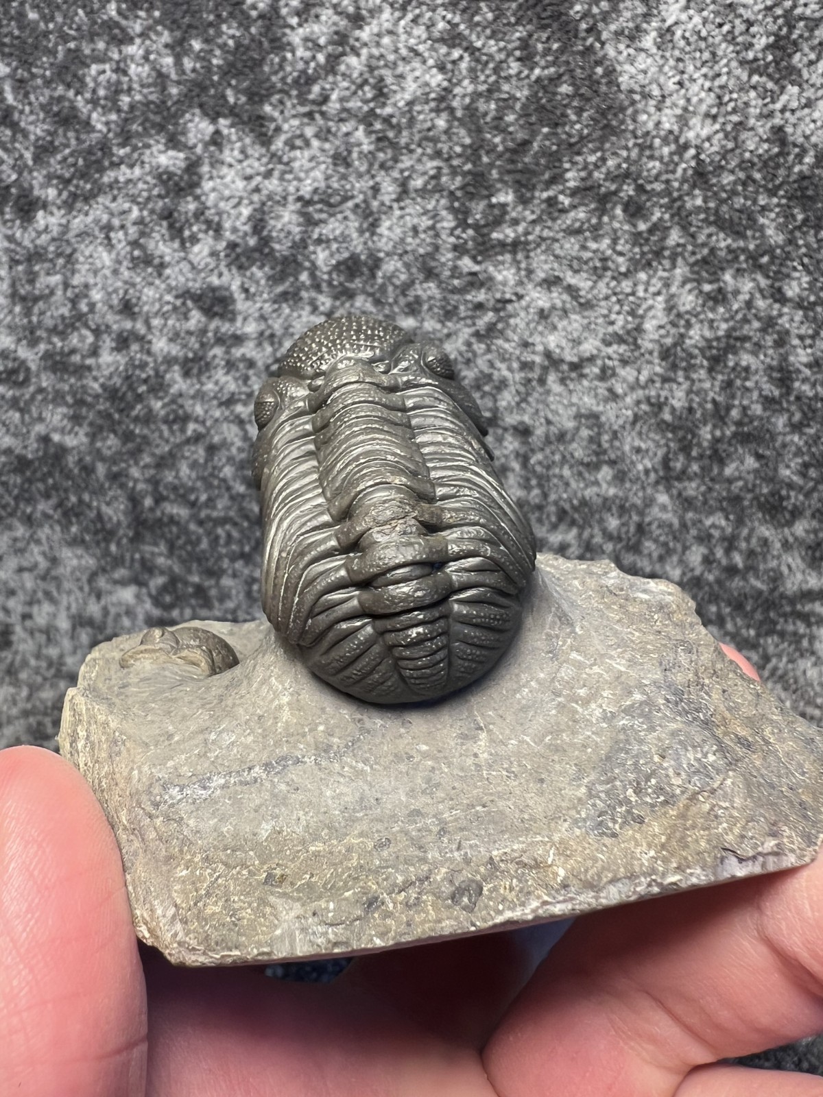 Moroccops sp. Trilobite Fossil – Attractive Collector Specimen