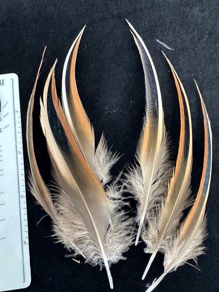 Premium Bali Duck feathers