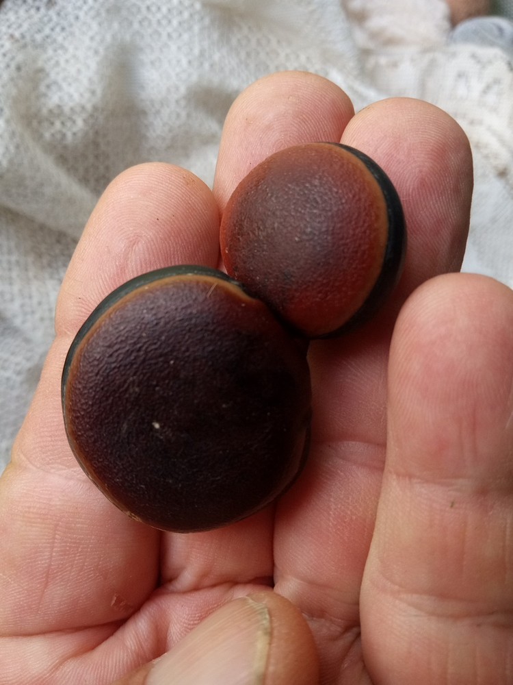 Red And Brown Hamburger Sea Beans
