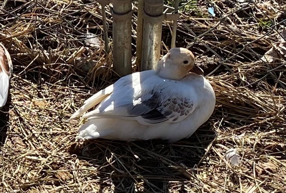 🐣CALL DUCK EGGS 🌷Ready 2 Ship! Three (3) + Assorted