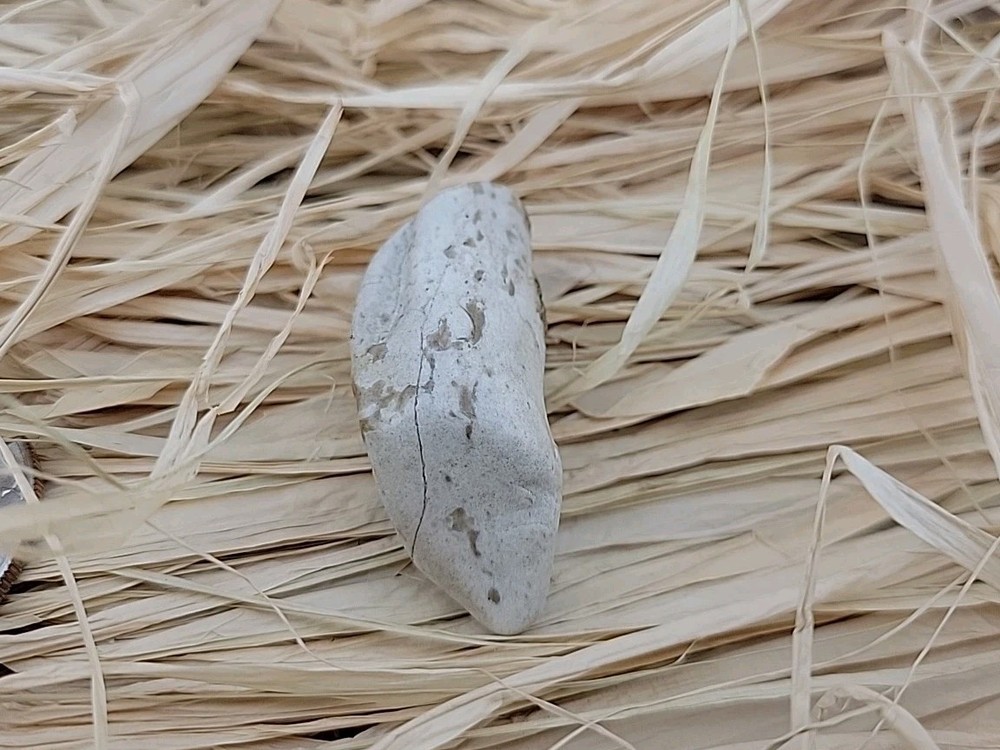 Permineralized Fossil T-Rex Tooth
