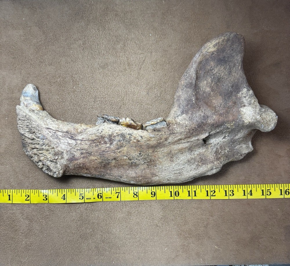 Cave bear Jaw fossil, Ursus Spelaeus,
