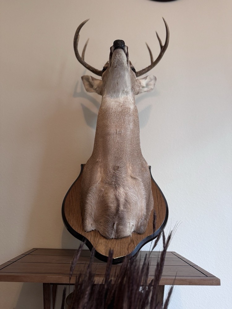 Deer Head Wall Mount with Wooden Base