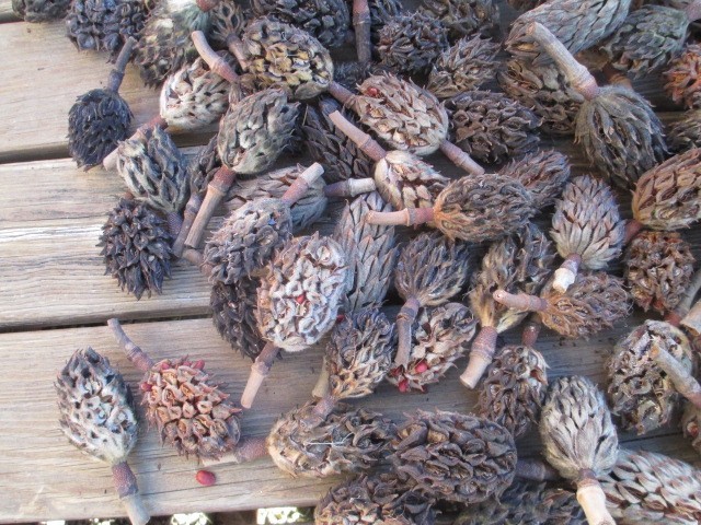 100 Southern Magnolia Seed Pods Cones