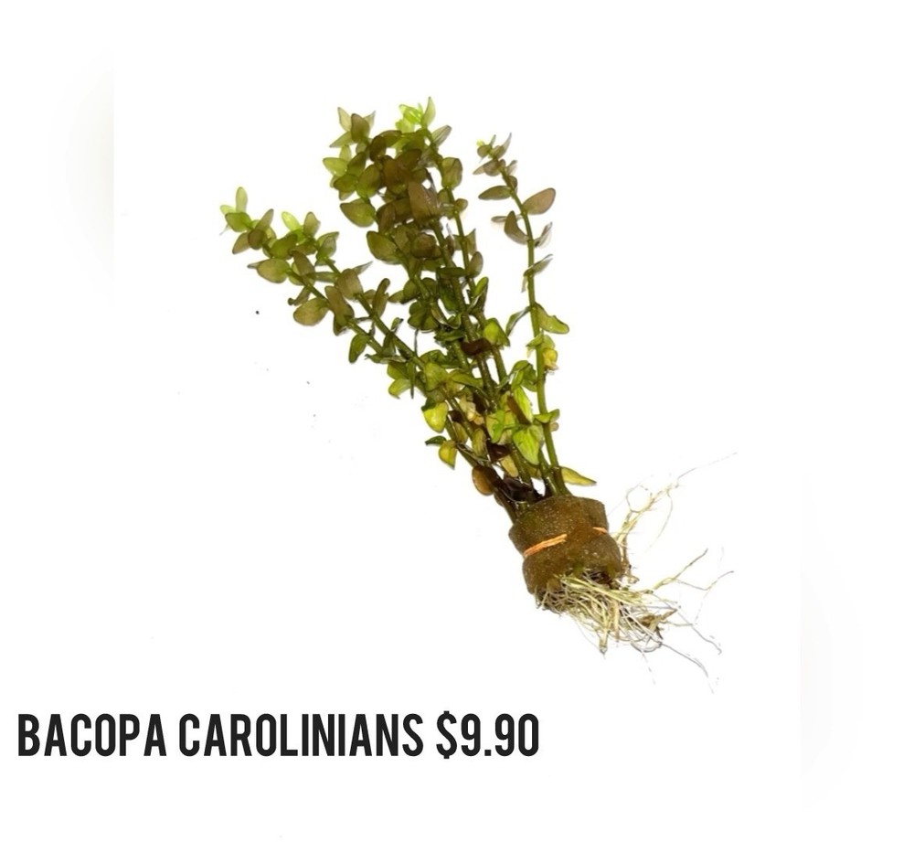 Aquatic Plants