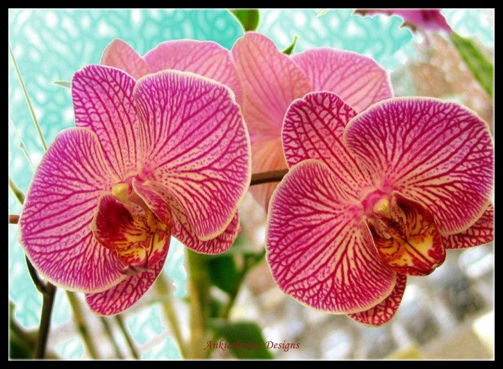 Chart Needlework DIY Counted Cross Stitch Patterns 14 ct - Orchid