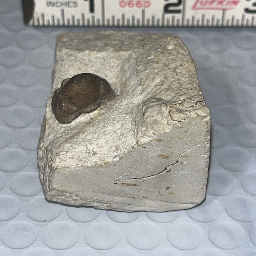 Authentic Trilobite Fossil