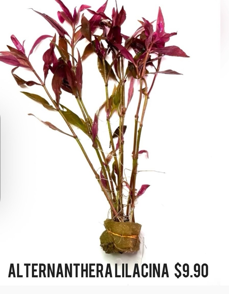 Aquatic Plants