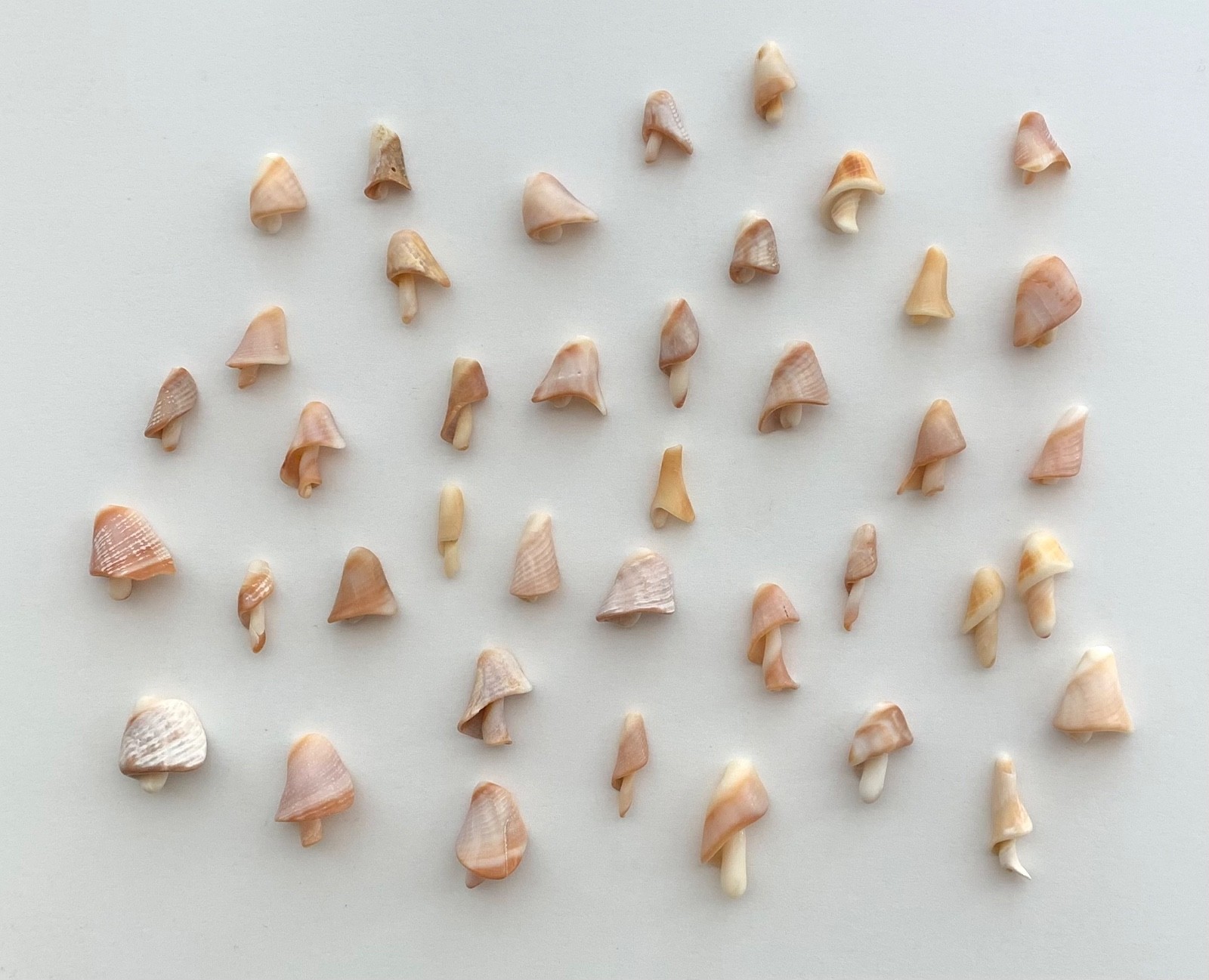 40 Mushroom Shell Beach Seashells Tree Natural Shaped Fragment Craft Dollhouse B