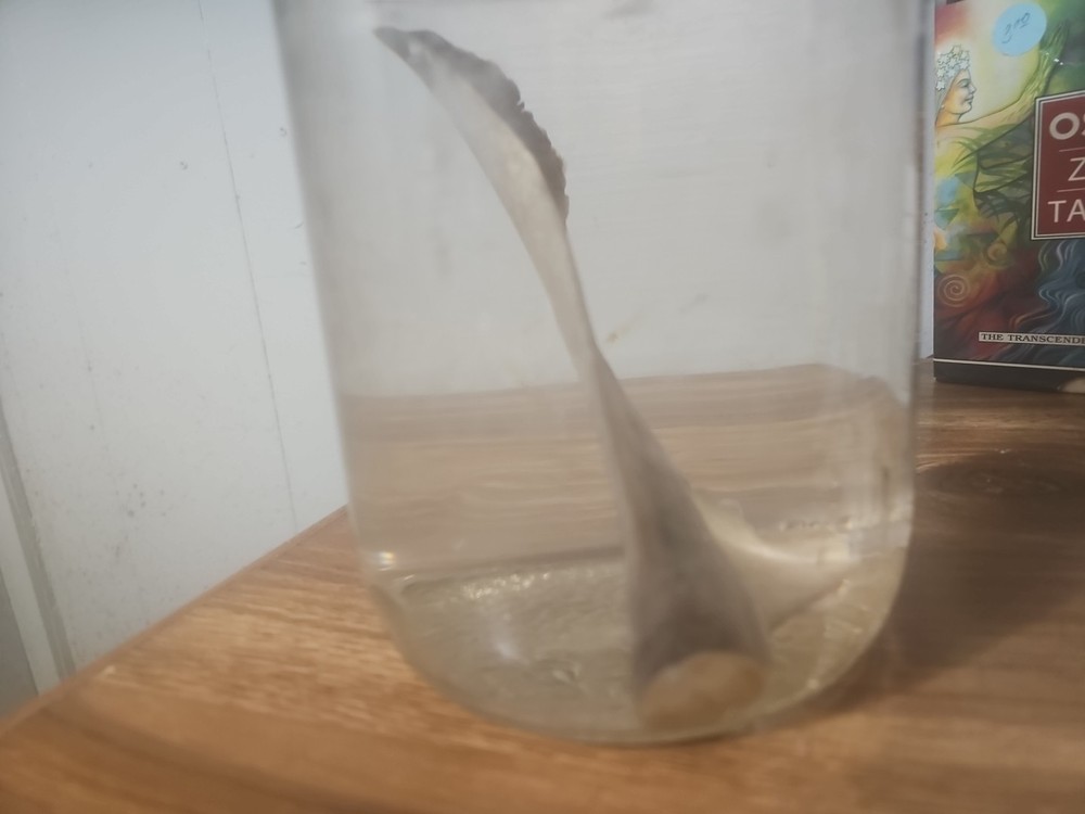 Shark Fin