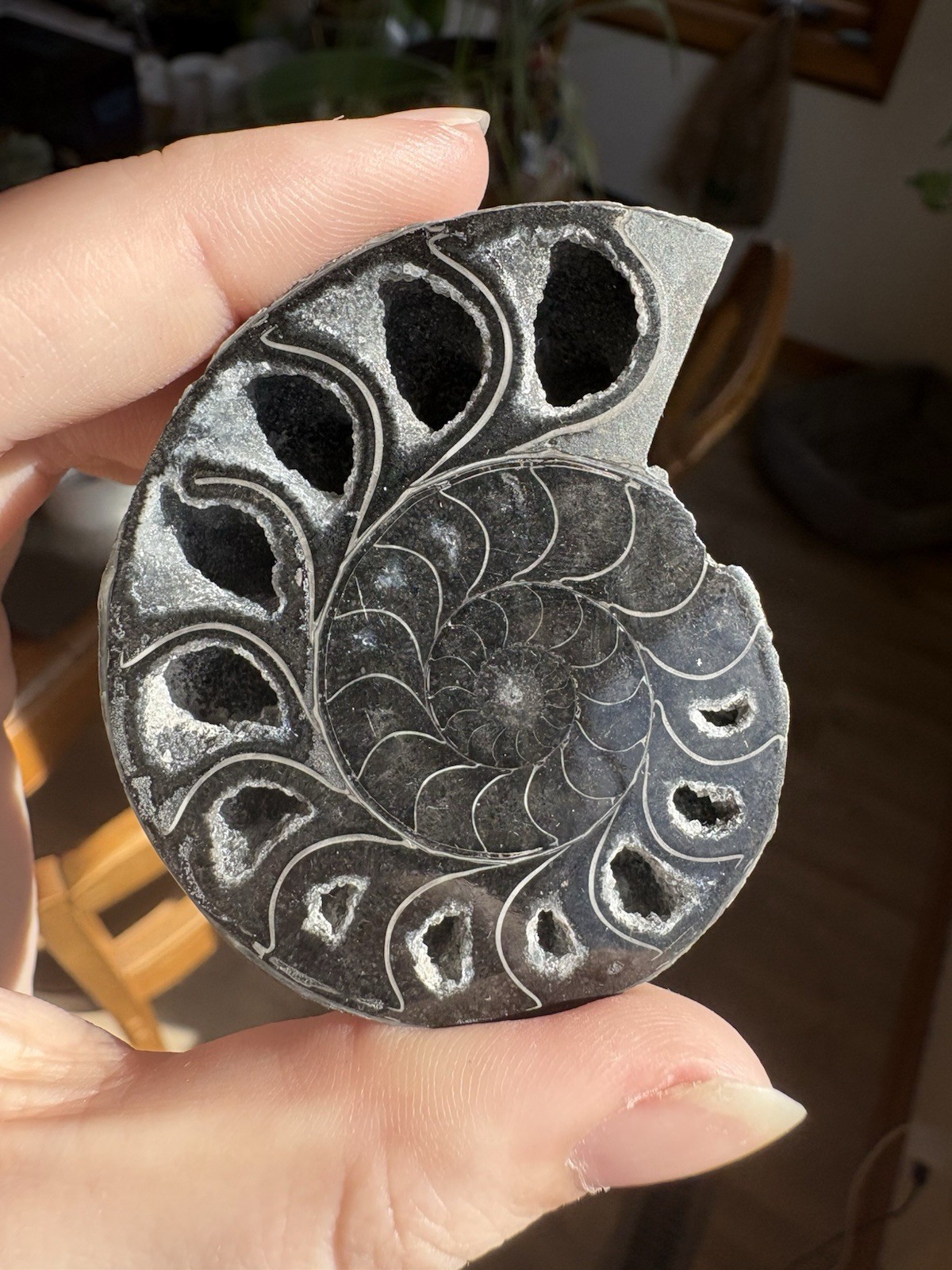 Black Ammonite Fossil Pair