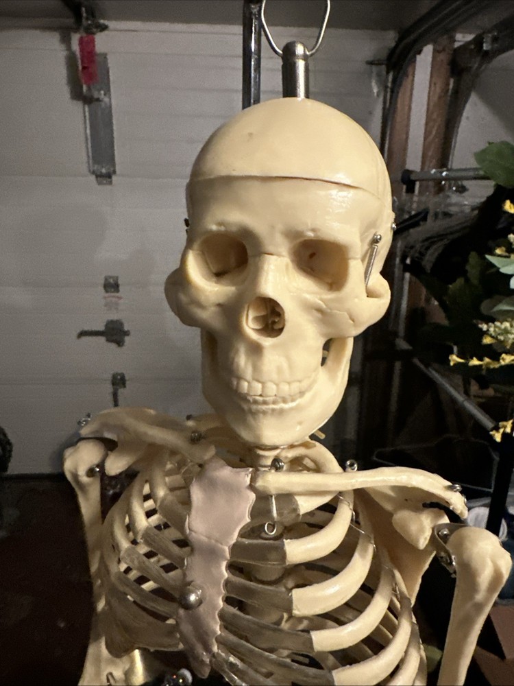 Educational Classroom Human Skeleton With Stand Mr. Nifty