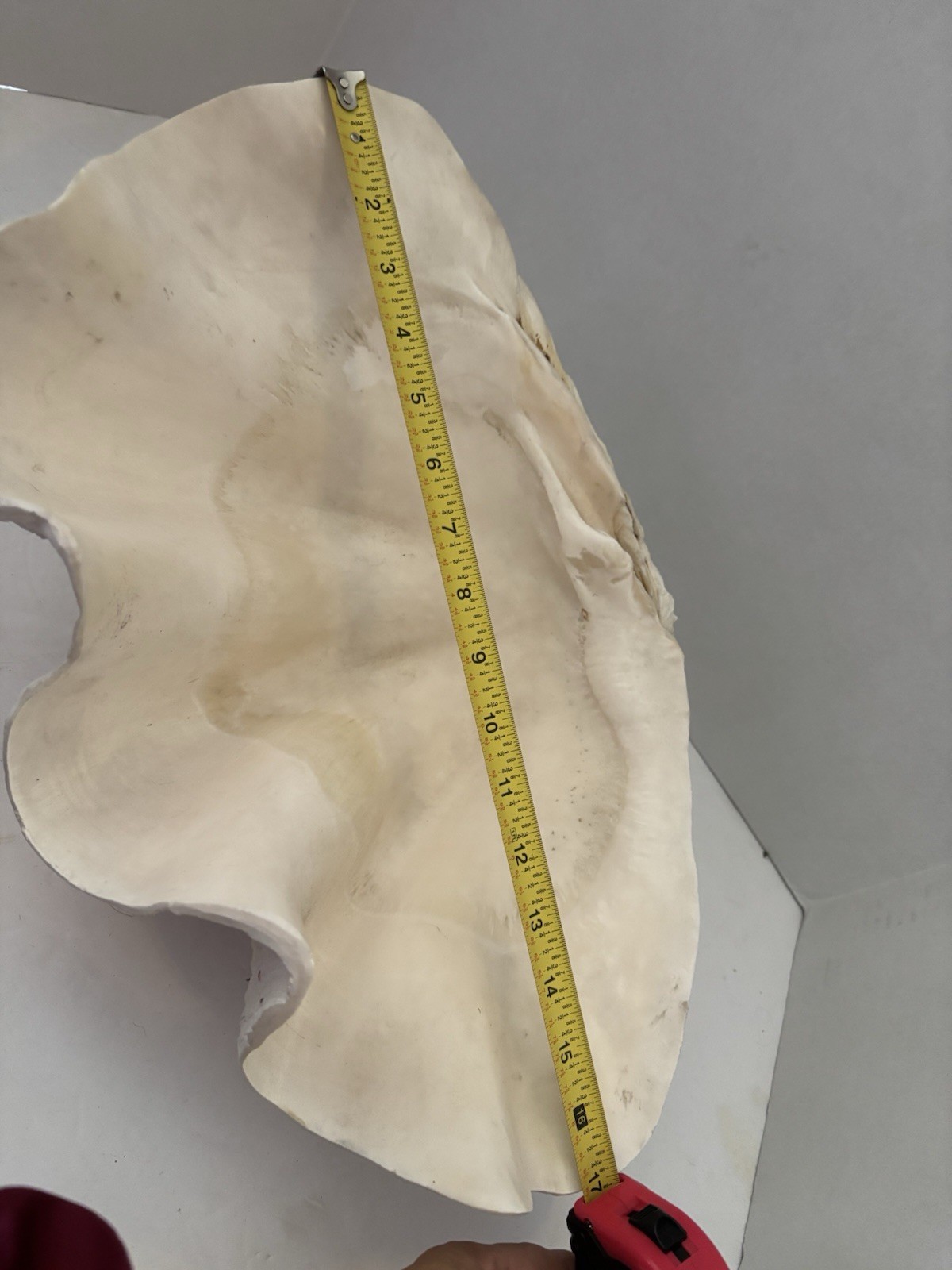 Very Rare 17” Giant Clam Shell Tridacna Gigas 17x 12x 7