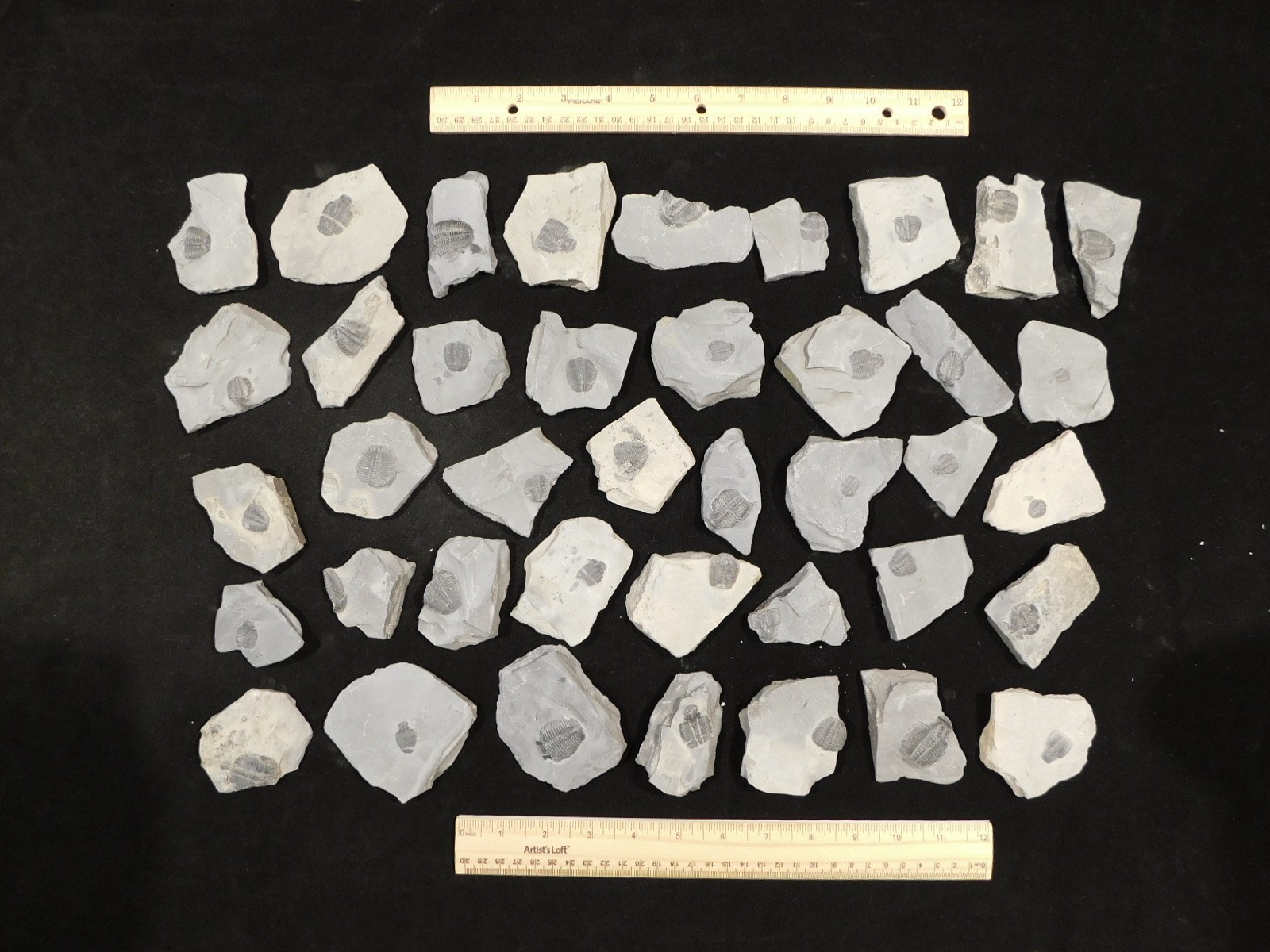 GIANT Lot of FORTY 100% Natural Elrathia TRILOBITE Fossils in Matrix Utah 2300gr