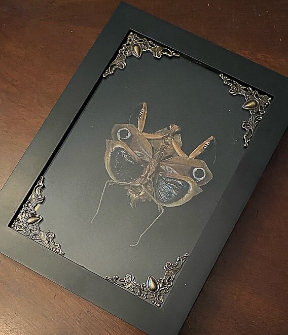 Preserved Death Mantis in Shadowbox Frame - oddities - gothic - gothic decor