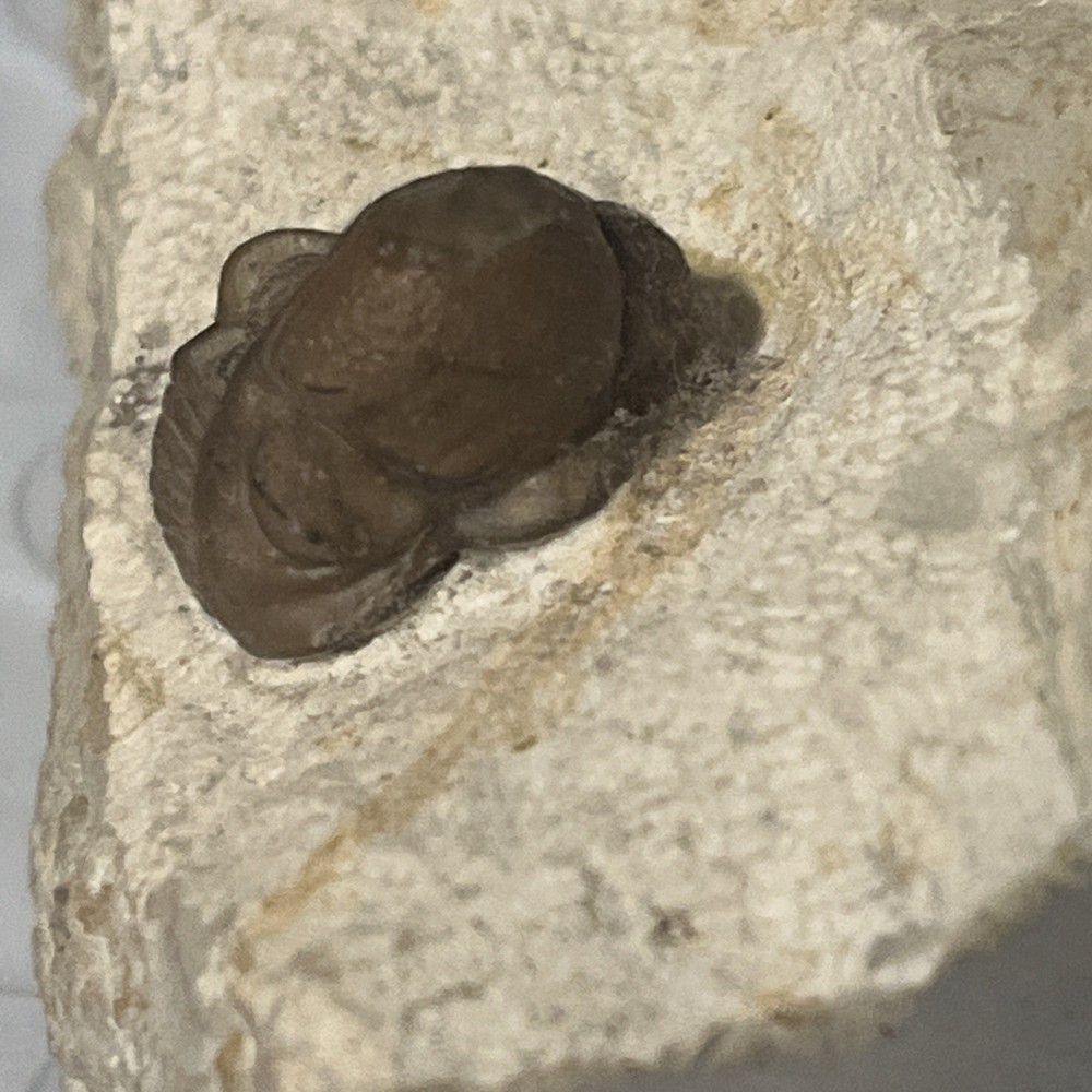 Authentic Trilobite Fossil