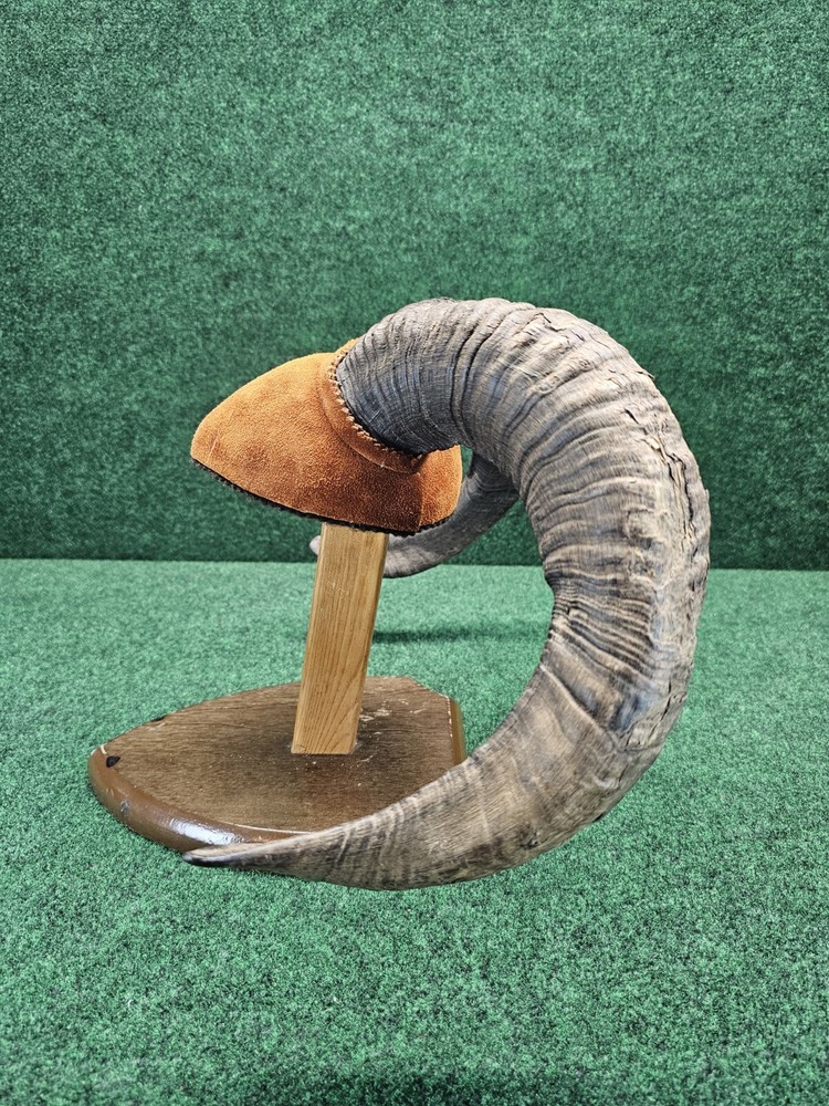 Rams Horn Taxidermy Mount