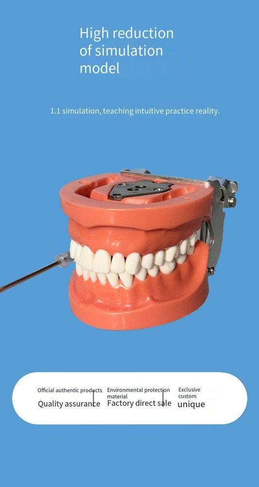 Dental 32PCS Teeth Model With Removable Teeth Training With a screwdriver