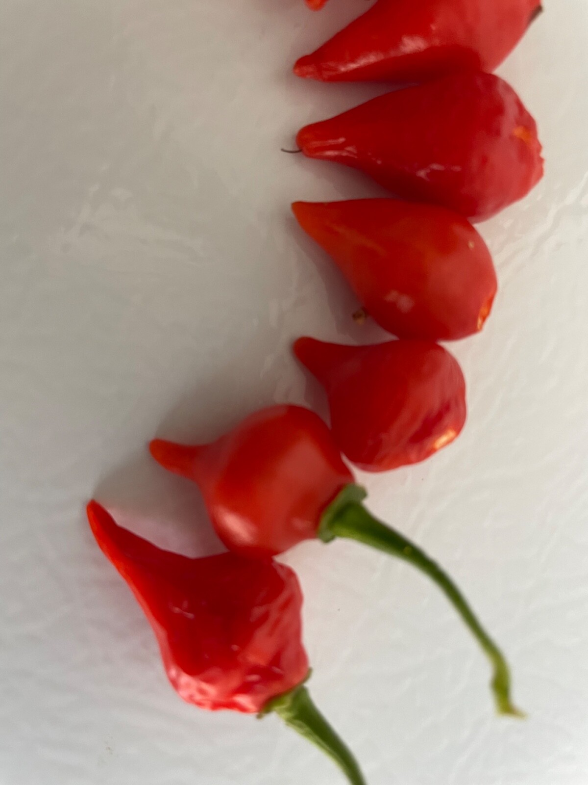 30+ Red Biquinho Pepper Seeds Brazilian Heirloom