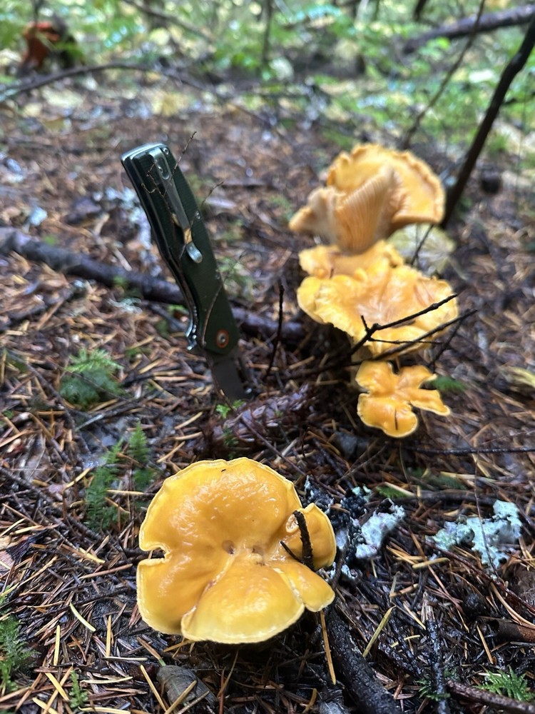 Dried Chanterelle Mushrooms - 4oz - AA Quality