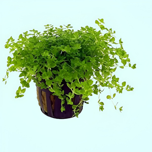 Premium Assorted Green Plant Pack - 6 Pack
