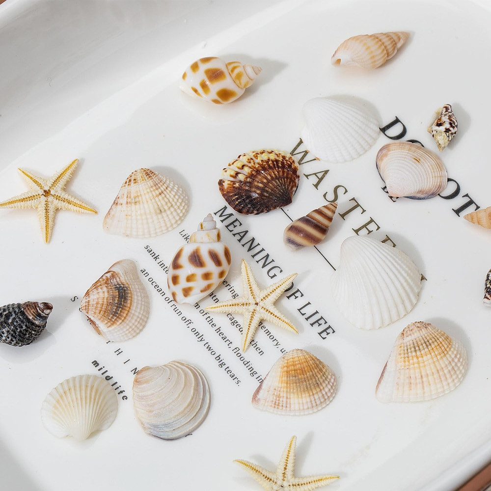 1200 PCS Natural Seashells, Tiny Sea Shells & Small Starfish for Decorations, M