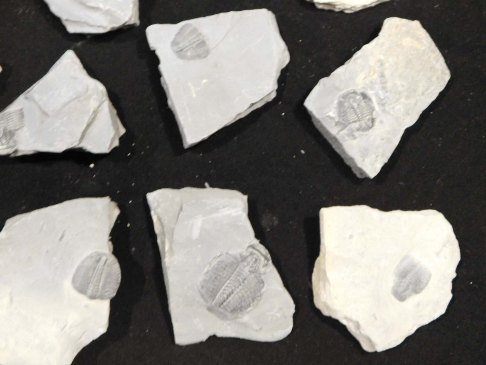 GIANT Lot of FORTY 100% Natural Elrathia TRILOBITE Fossils in Matrix Utah 2300gr