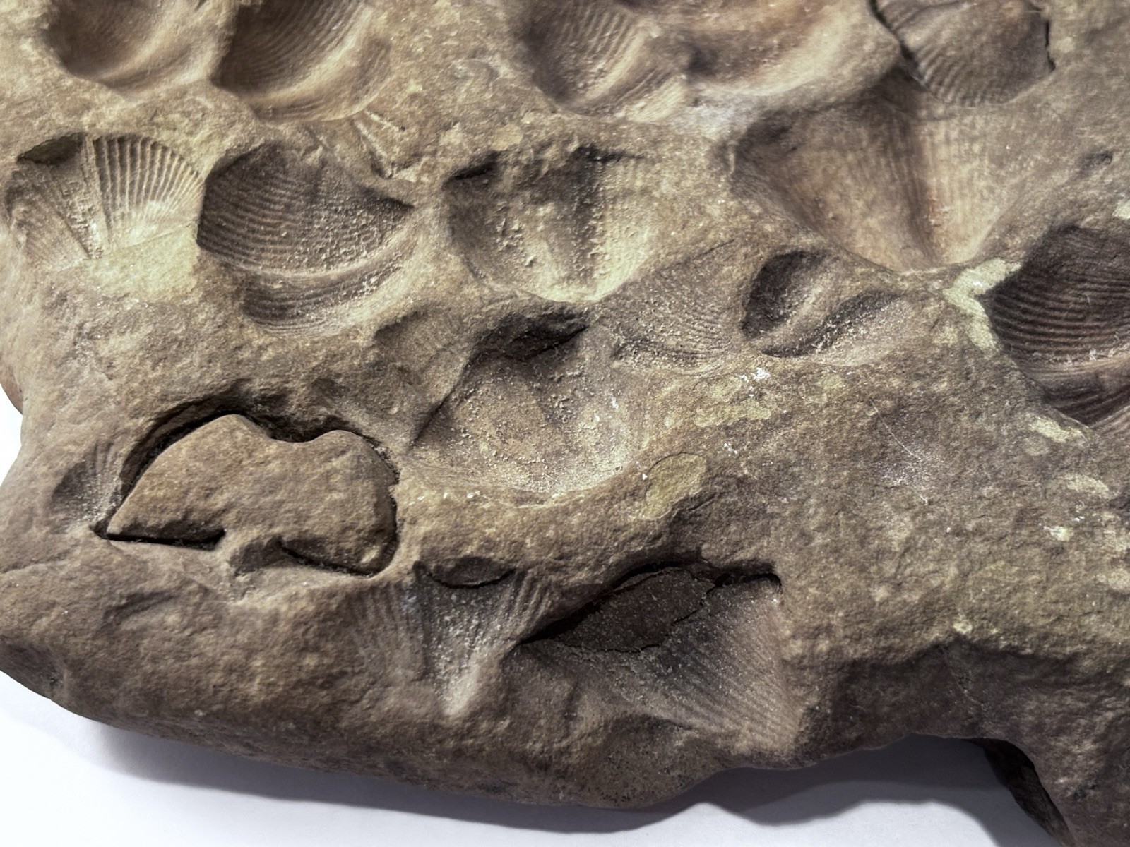 Over 1 M Year Old River Bed Fossil . Many Seashells Unusual Rock 8" X6" 3Lb