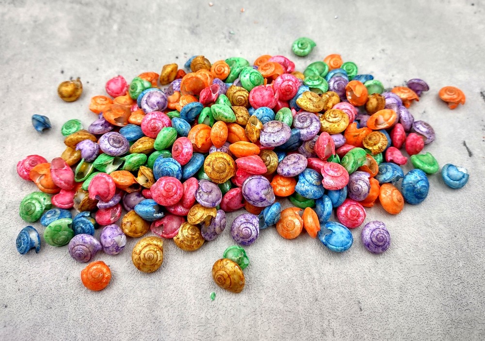 Rainbow Umbonium Shells Dyed Shells (approx. half cup 210+ shells 0.125+ inches)