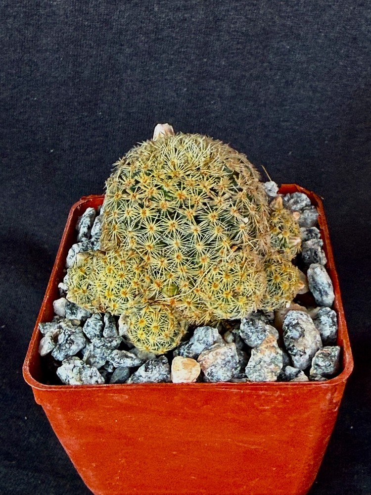 Mammillaria giselae, cactus plant