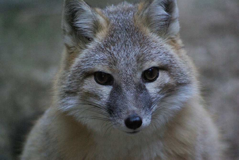 Swift Fox Taxidermy Reference Photo Cd