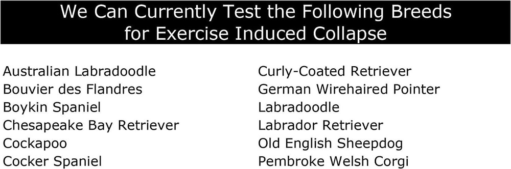 DOG EXERCISE INDUCED COLLAPSE DNA TEST EIC HOME SAMPLE COLLECTION KIT (1 CANINE)