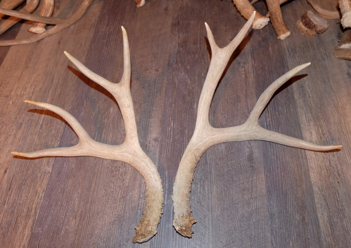 Nice Set Mule Deer Antlers Sheds Taxidermy Mount Cabin Decor Buck Horns