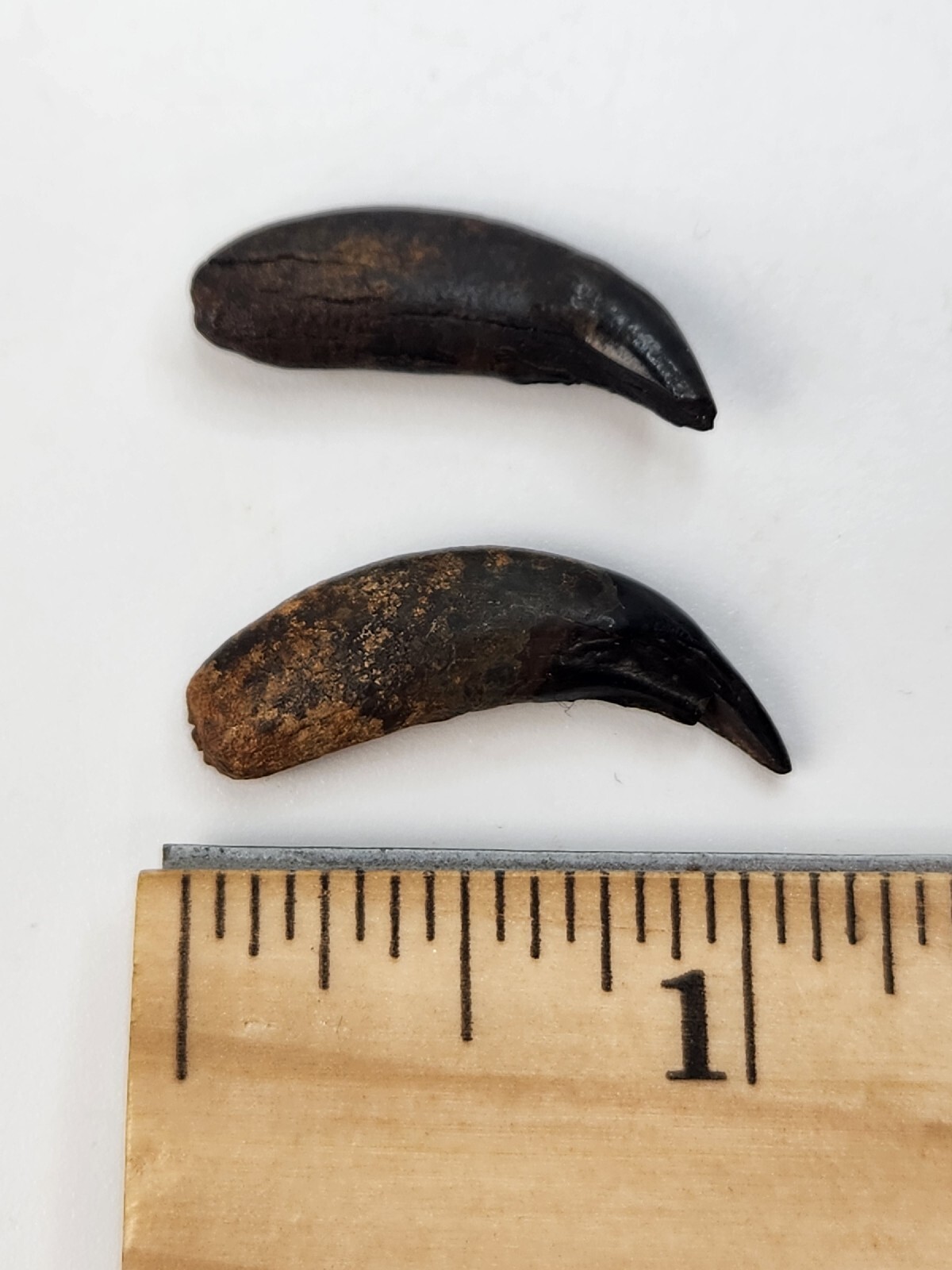 Raccoon Rooted Upper Canine Tooth Fossil - Florida Pleistocene - 1 Per Purchase