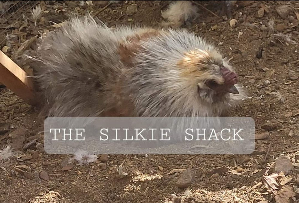 Silkie Chicken Hatching Eggs NPIP Certified ( 1 Dozen)
