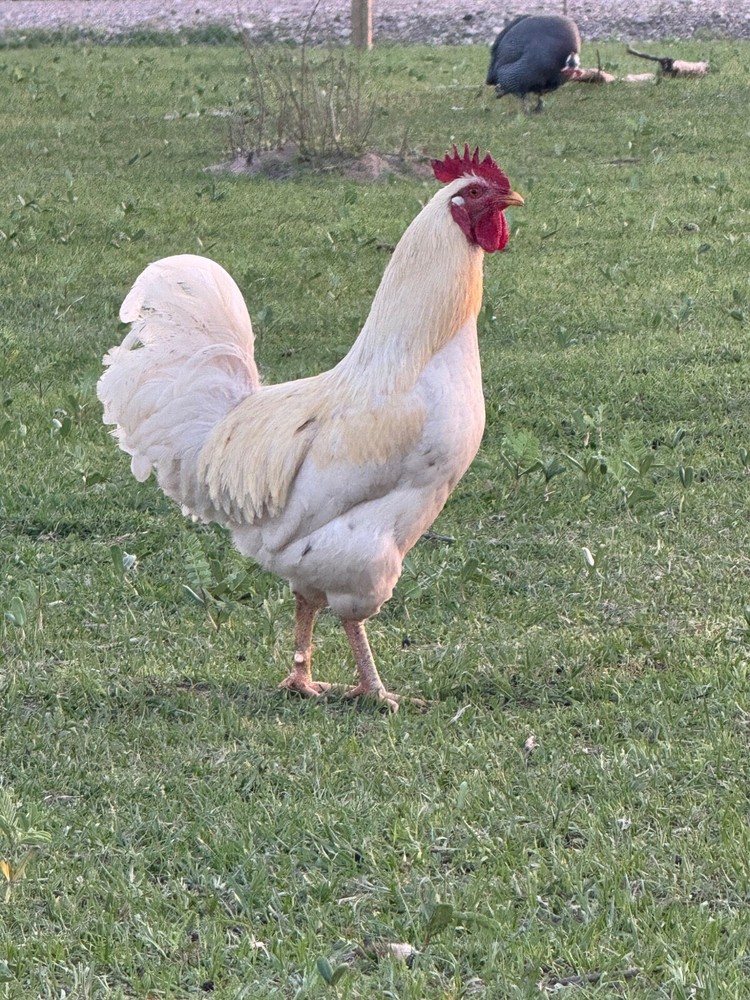 12 Barnyard Mix Hatching Eggs (Rare Breeds)