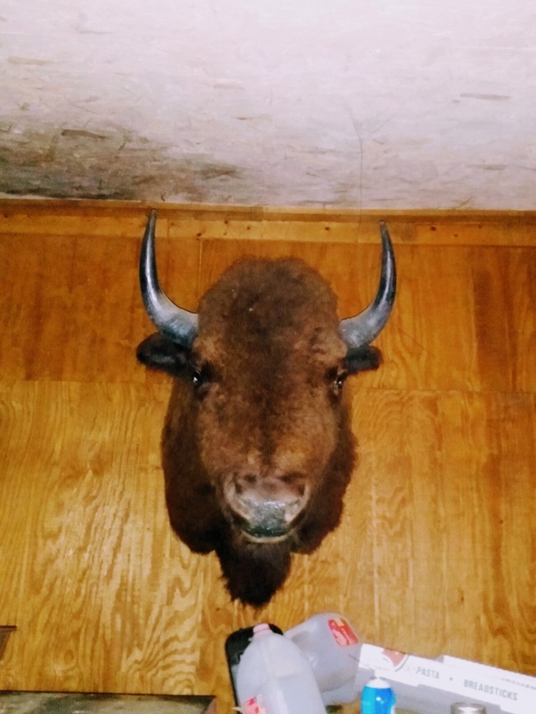 bison shoulder mount taxidermy