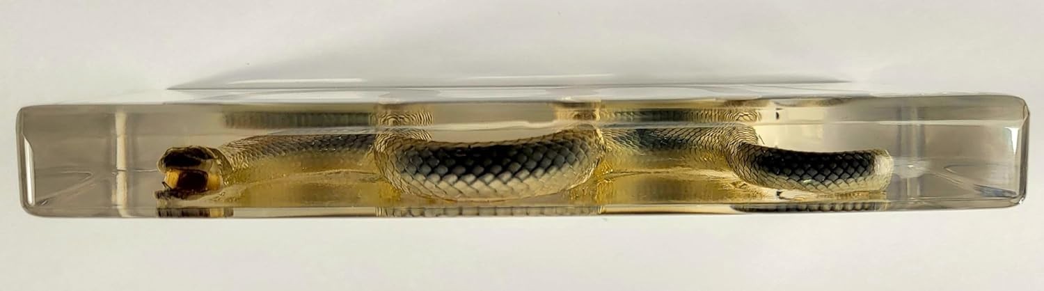 Chinese Water Snake Encased in Crystal Clear Lucite Resin 6.3" Paperweight Block