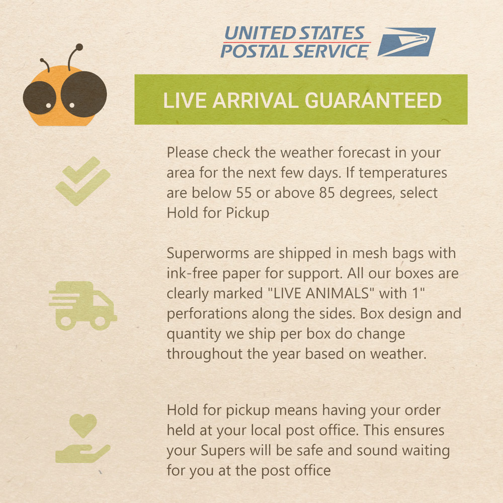 Live Superworms - 50-2000 counts - 4 different sizes