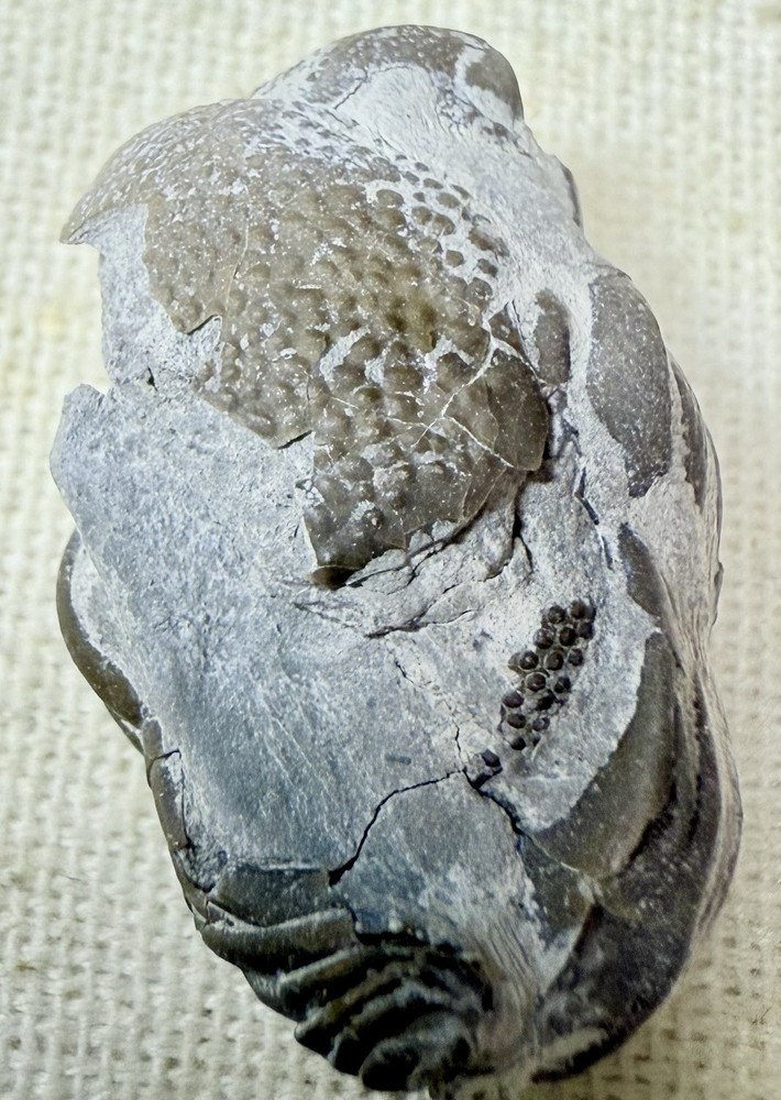 PREP PROJECT Phacops Trilobite ~ Silica Formation ~ Ohio ~ Devonian Period