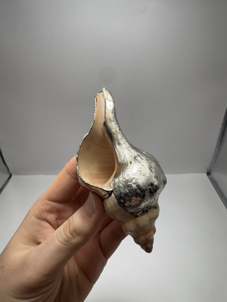 Silver Dipped Sea Shell Natural Ocean Shell Decorative Piece