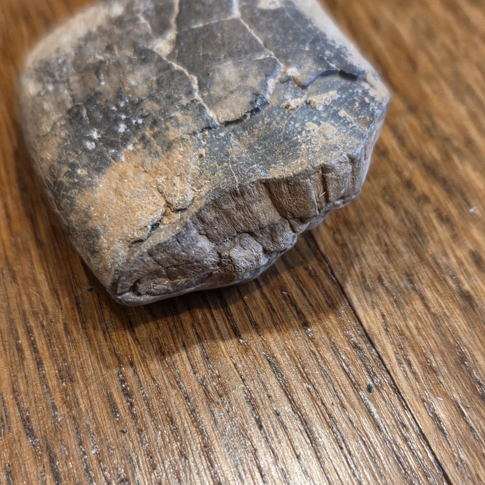Extinct Sloth Fossil