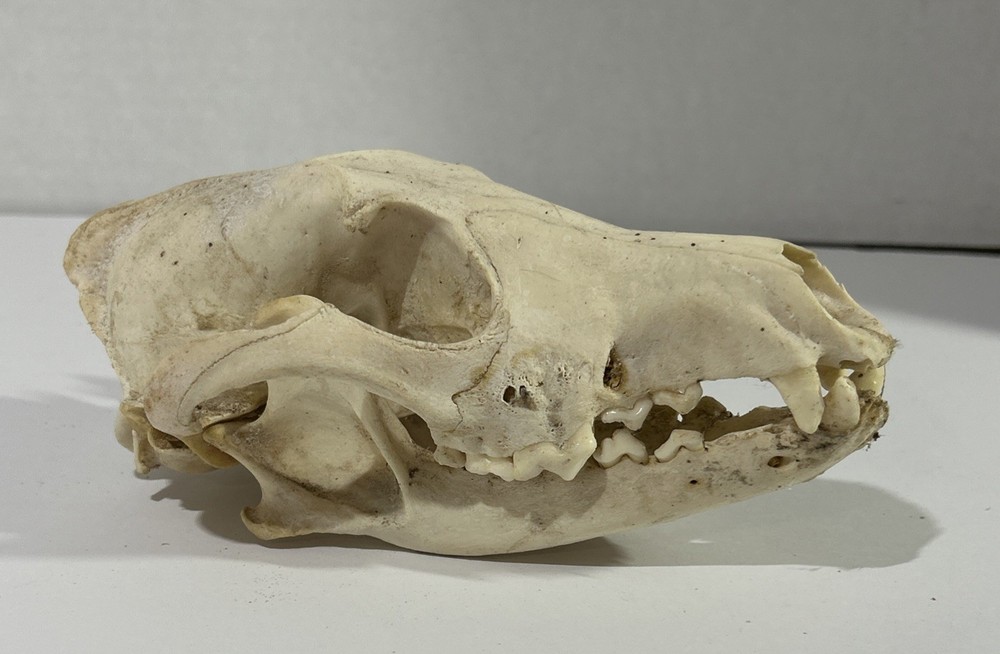 Coyote Skull (Large) - Cabin Decor
