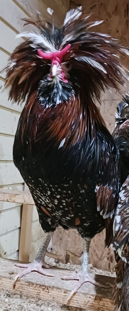 polish tolbunt hatching eggs